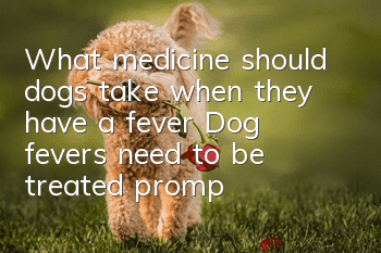 What medicine should dogs take when they have a fever? Dog fevers need to be treated promptly to avoid developing canine distemper.