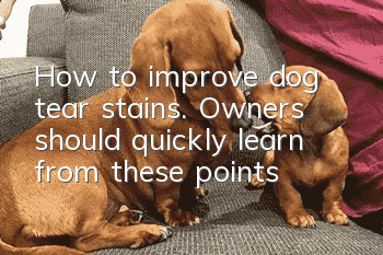 How to improve dog tear stains. Owners should quickly learn from these points