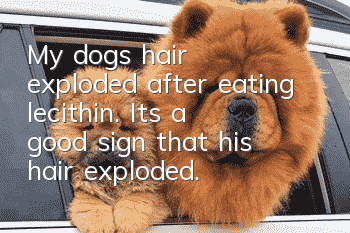 My dog's hair exploded after eating lecithin. It's a good sign that his hair exploded.