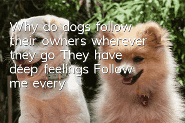 Why do dogs follow their owners wherever they go? They have deep feelings! Follow me everywhere!