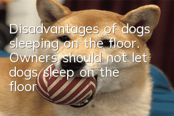 Disadvantages of dogs sleeping on the floor. Owners should not let dogs sleep on the floor anymore.