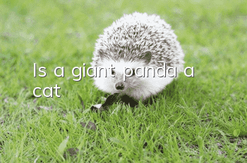Is a giant panda a cat?