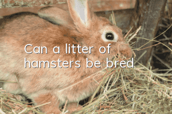 Can a litter of hamsters be bred?