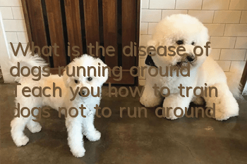 What is the disease of dogs running around? Teach you how to train dogs not to run around
