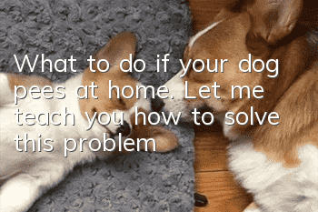 What to do if your dog pees at home. Let me teach you how to solve this problem!