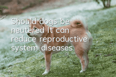 Should dogs be neutered? It can reduce reproductive system diseases!