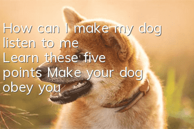 How can I make my dog listen to me? Learn these five points! Make your dog obey you
