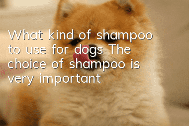 What kind of shampoo to use for dogs? The choice of shampoo is very important!