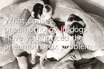 What causes pneumothorax in dogs? Have you noticed the pneumothorax problem?