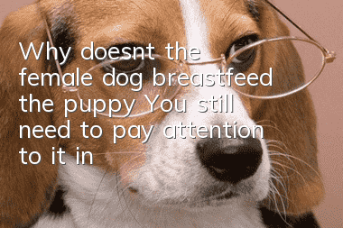 Why doesn’t the female dog breastfeed the puppy? You still need to pay attention to it in future care!
