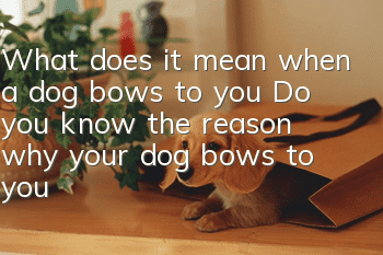 What does it mean when a dog bows to you? Do you know the reason why your dog bows to you now?