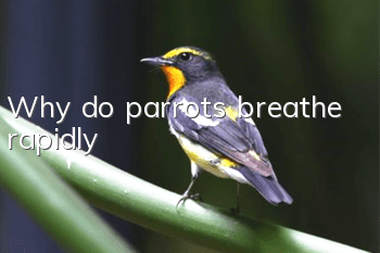 Why do parrots breathe rapidly?