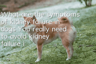 What are the symptoms of kidney failure in dogs? You really need to avoid kidney failure in dogs