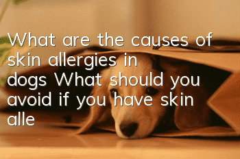 What are the causes of skin allergies in dogs? What should you avoid if you have skin allergies in dogs?