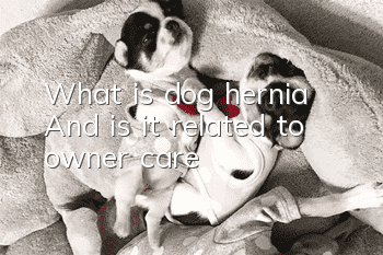 What is dog hernia? And is it related to owner care?