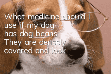What medicine should I use if my dog has dog beans? They are densely covered and look very uncomfortable.