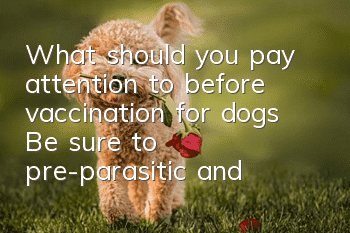 What should you pay attention to before vaccination for dogs? Be sure to pre-parasitic and then vaccinate.