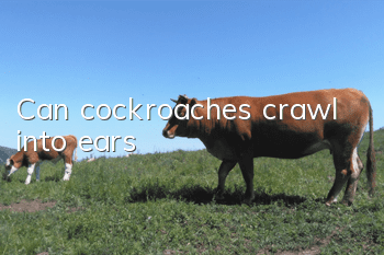 Can cockroaches crawl into ears?