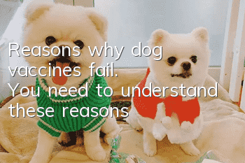 Reasons why dog vaccines fail. You need to understand these reasons!