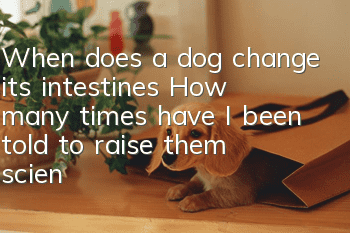 When does a dog change its intestines? How many times have I been told to raise them scientifically?
