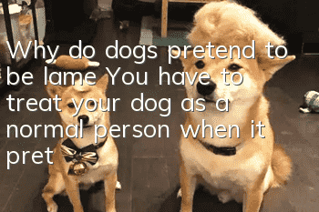 Why do dogs pretend to be lame? You have to treat your dog as a normal person when it pretends to be lame!