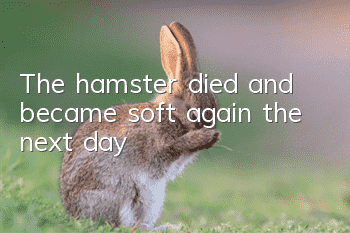 The hamster died and became soft again the next day