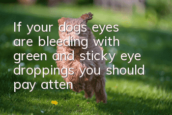 If your dog’s eyes are bleeding with green and sticky eye droppings, you should pay attention to conjunctivitis!