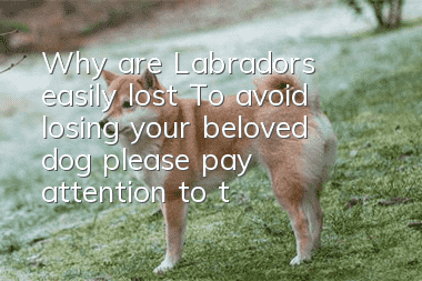 Why are Labradors easily lost? To avoid losing your beloved dog, please pay attention to these things.