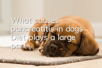 What causes pancreatitis in dogs? Diet plays a large part!