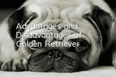 Advantages and Disadvantages of Golden Retriever