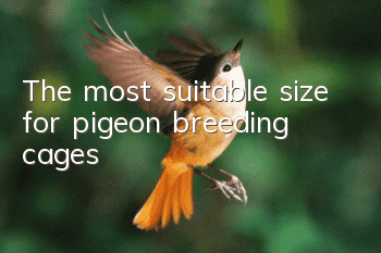The most suitable size for pigeon breeding cages