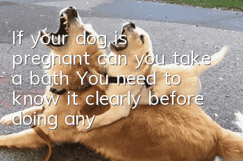 If your dog is pregnant, can you take a bath? You need to know it clearly before doing anything!