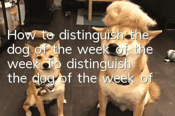 How to distinguish the dog of the week of the week? To distinguish the dog of the week of the week, do the "five things"