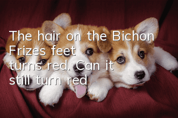 The hair on the Bichon Frize's feet turns red. Can it still turn red?