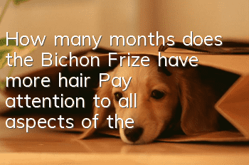 How many months does the Bichon Frize have more hair? Pay attention to all aspects of the time when the hair volume increases!