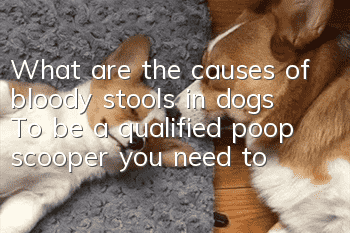 What are the causes of bloody stools in dogs? To be a qualified poop scooper, you need to understand these
