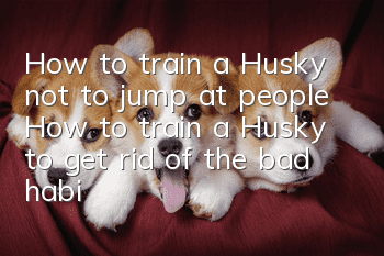 How to train a Husky not to jump at people How to train a Husky to get rid of the bad habit of jumping at people