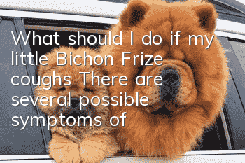 What should I do if my little Bichon Frize coughs? There are several possible symptoms of coughing.