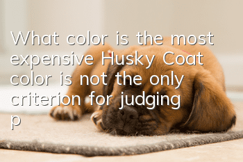 What color is the most expensive Husky? Coat color is not the only criterion for judging price.