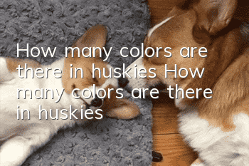 How many colors are there in huskies? How many colors are there in huskies?