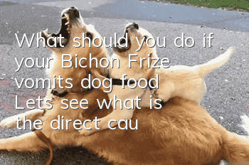 What should you do if your Bichon Frize vomits dog food? Let’s see what is the direct cause!