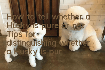 How to tell whether a Husky is pure or not? Tips for distinguishing whether a Husky is pure or not.