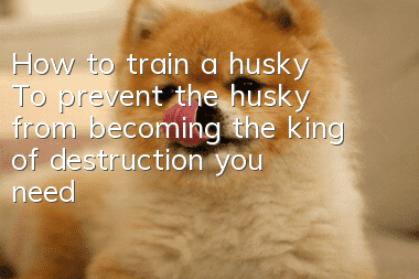 How to train a husky? To prevent the husky from becoming the king of destruction, you need to train like this