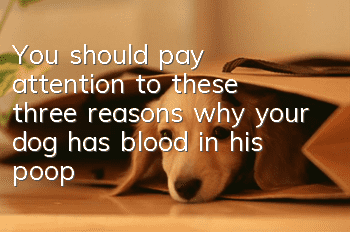 You should pay attention to these three reasons why your dog has blood in his poop!