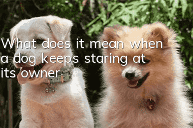 What does it mean when a dog keeps staring at its owner?
