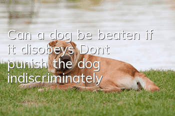 Can a dog be beaten if it disobeys? Don’t punish the dog indiscriminately!