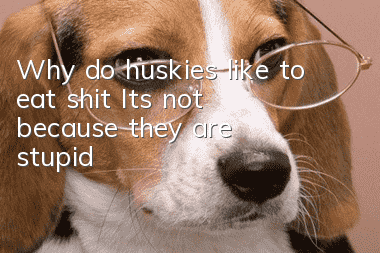 Why do huskies like to eat shit? It’s not because they are stupid!