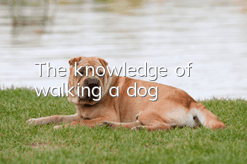 The knowledge of walking a dog