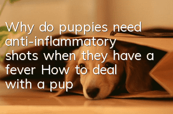 Why do puppies need anti-inflammatory shots when they have a fever? How to deal with a puppy’s fever
