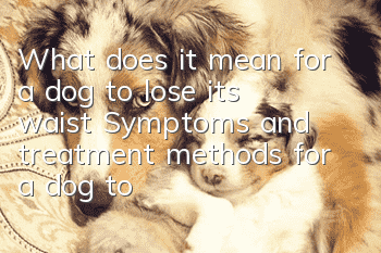 What does it mean for a dog to lose its waist? Symptoms and treatment methods for a dog to lose its waist